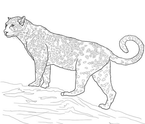 Jaguar Big Cat Coloring Page